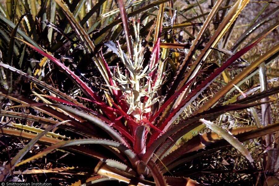 Imagem de Bromelia pinguin L.