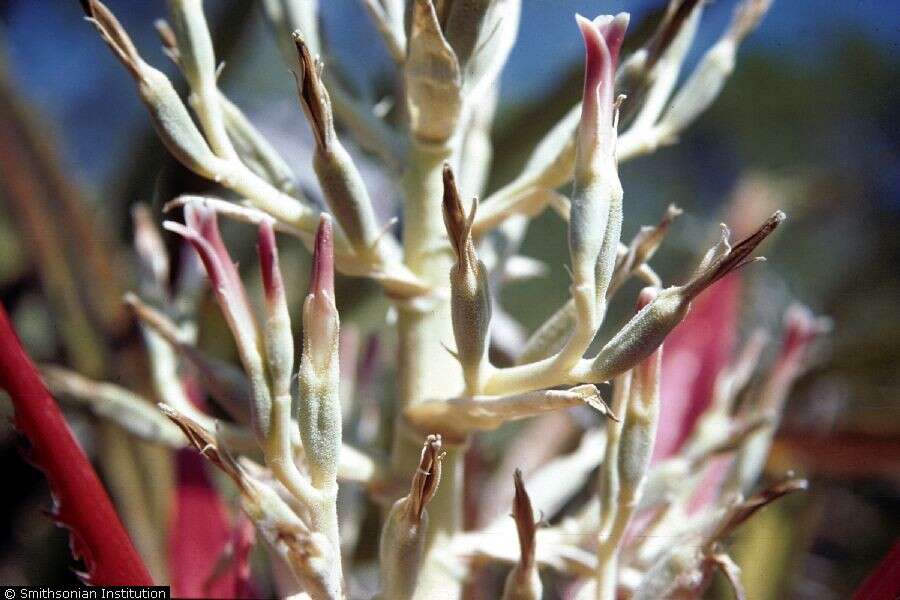 Imagem de Bromelia pinguin L.