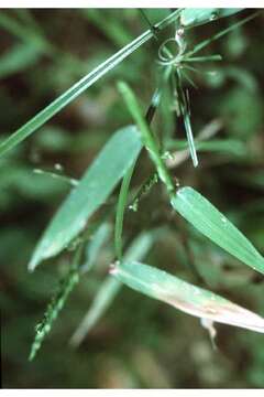 Plancia ëd Brachiaria platyphylla (Munro ex C. Wright) Nash