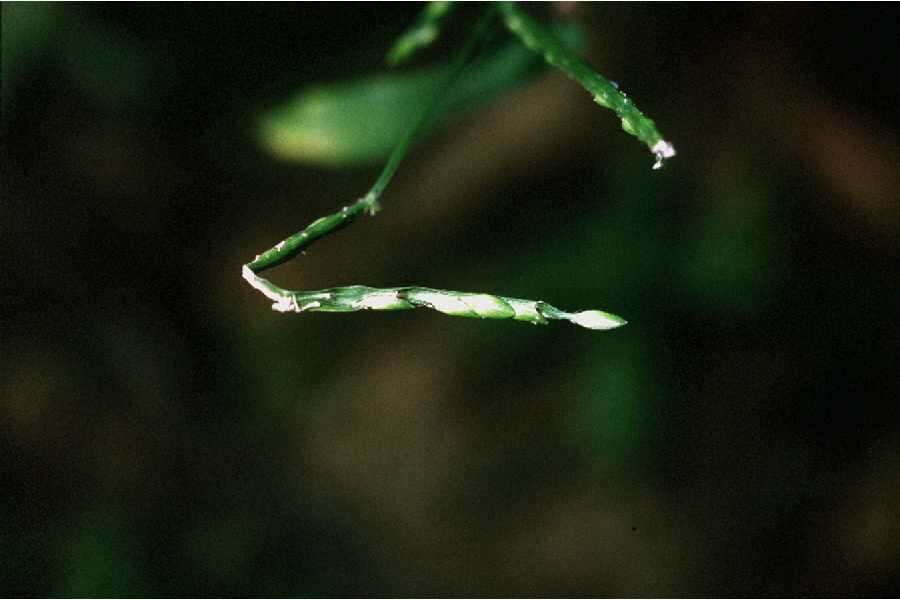 Plancia ëd Brachiaria platyphylla (Munro ex C. Wright) Nash