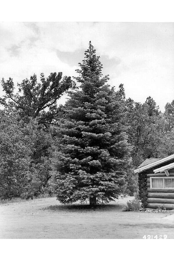 Image of white fir