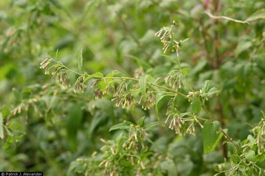 Plancia ëd Brickellia rusbyi A. Gray