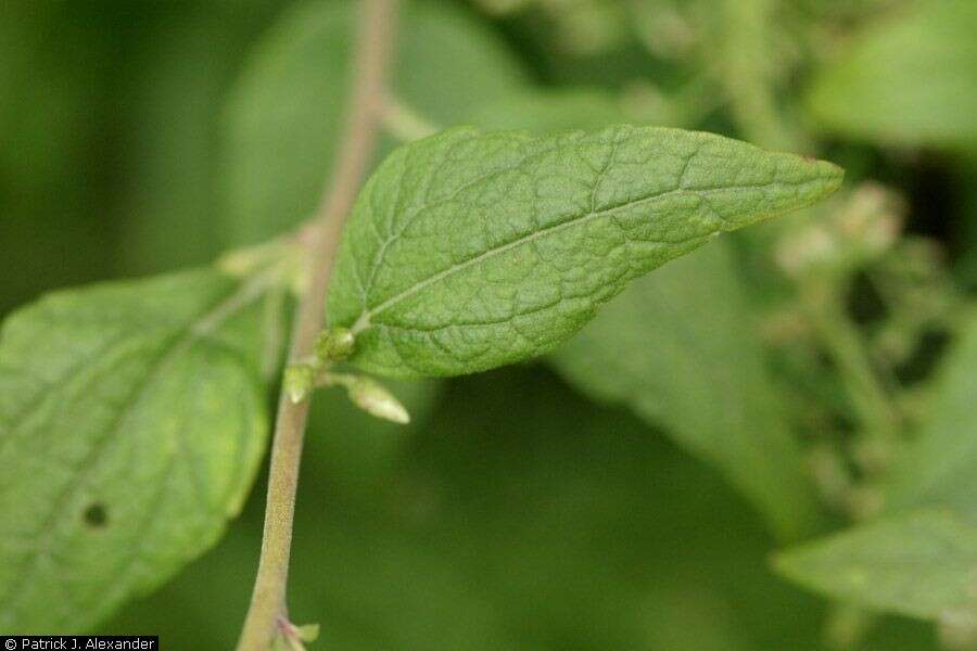 Plancia ëd Brickellia rusbyi A. Gray