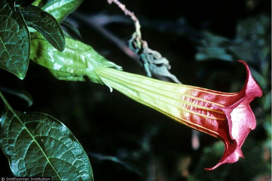 Image of red floripontio