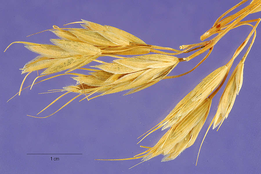 Image of corn brome