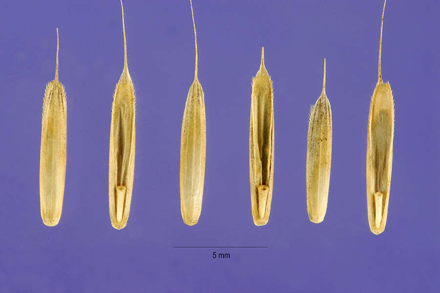 Imagem de Brachypodium sylvaticum (Huds.) P. Beauv.