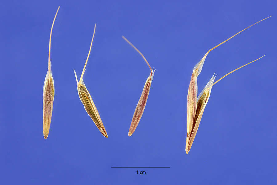 Image of Drooping Brome