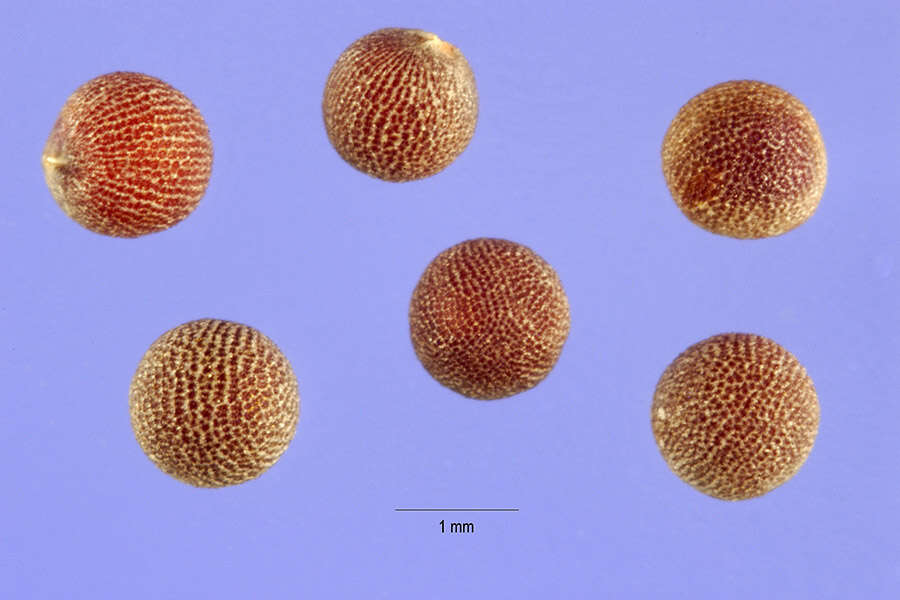 Image of Asian mustard