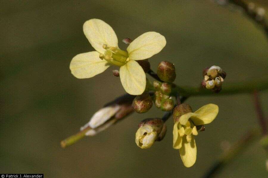 Слика од Brassica tournefortii