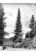 Image of white fir