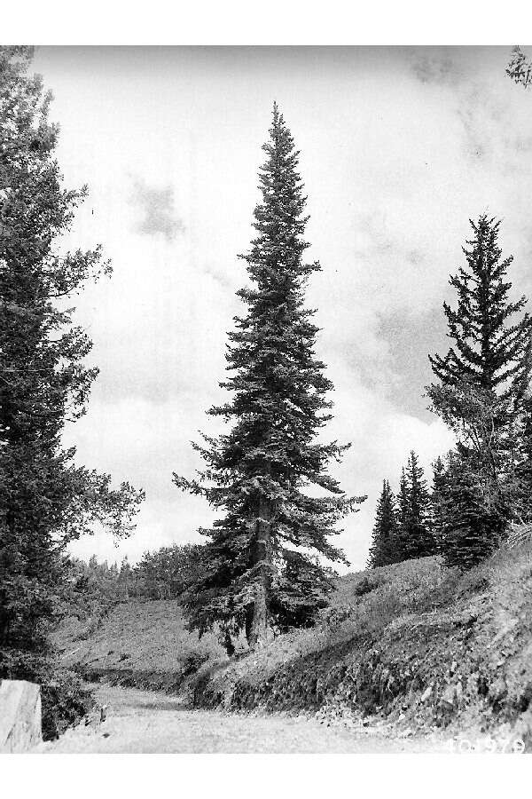 Image of white fir
