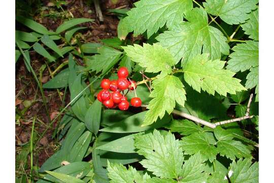 Image of baneberry