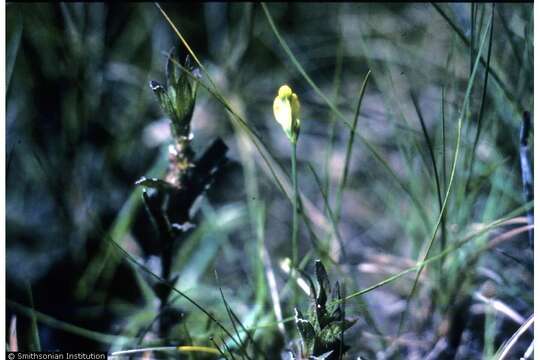 Image of Fahkahatchee Bluethread