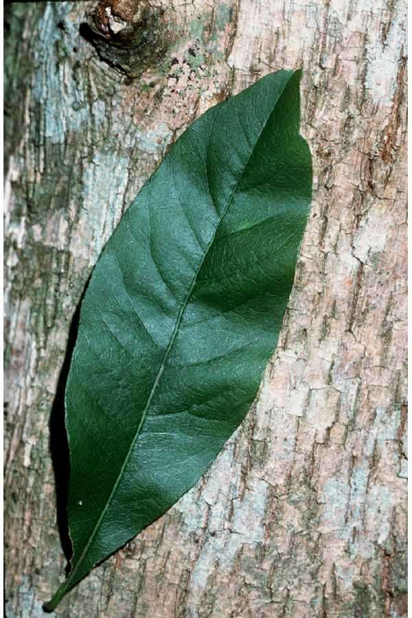 Image of buckthorn bully