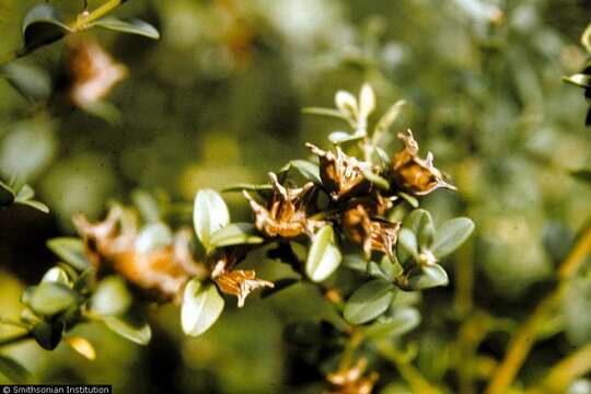 Image of Buxus sempervirens L.