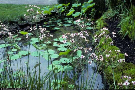 Image of flowering rush family