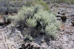 Image of Utah butterflybush