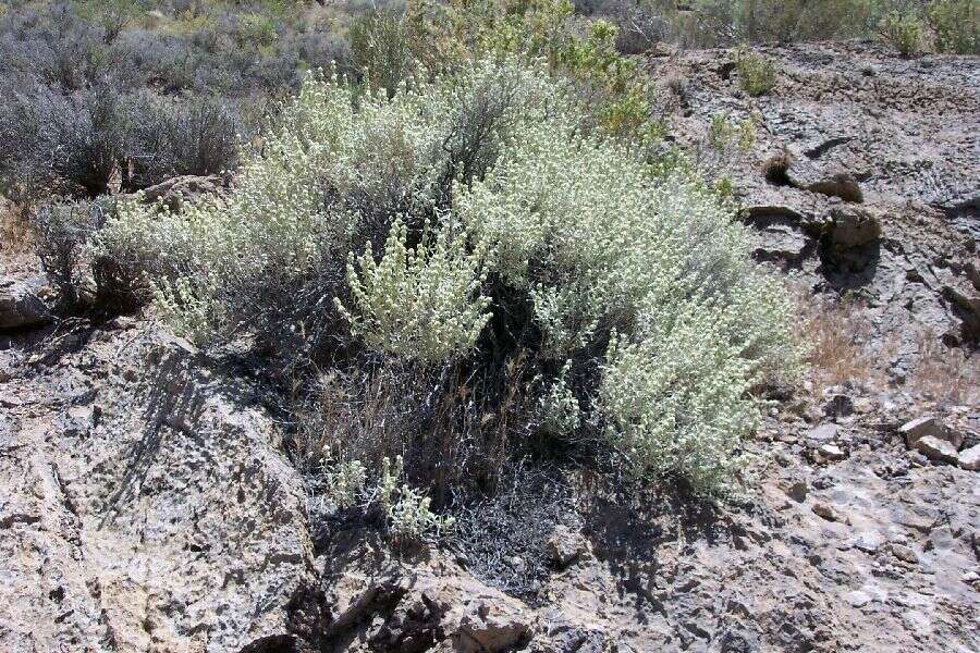 Слика од Buddleja utahensis Cov.