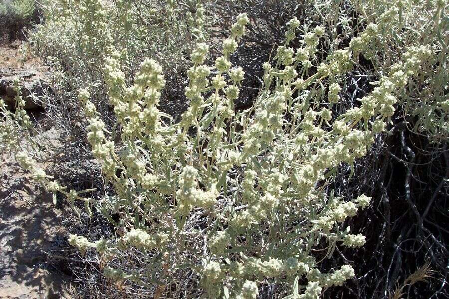 Image of Utah butterflybush