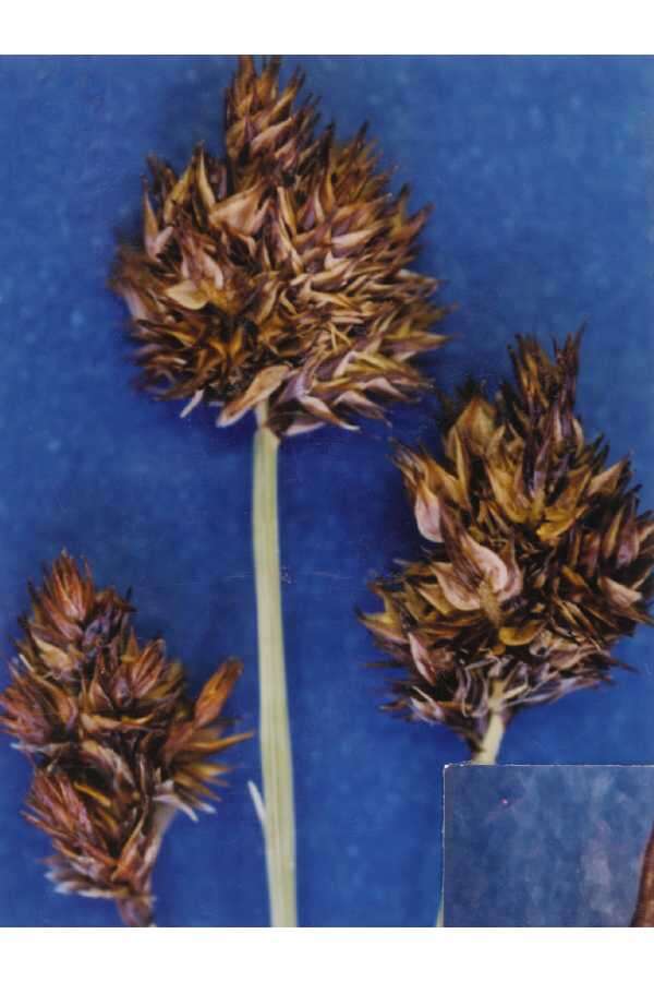 Image of abruptbeak sedge