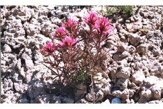 Image of northwestern Indian paintbrush