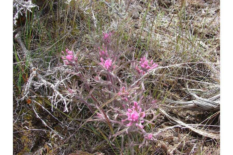 Image of northwestern Indian paintbrush