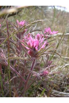 Image of northwestern Indian paintbrush