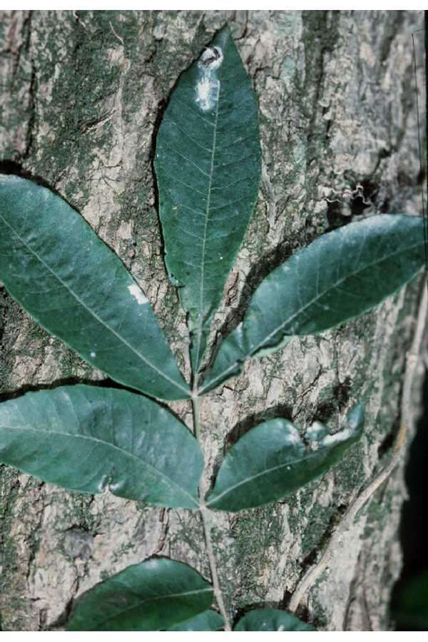 Imagem de Carya aquatica (Michx. fil.) Nutt.