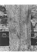 Image of water hickory