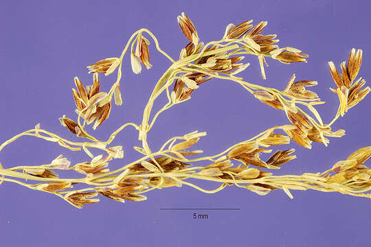 Image of whorlgrass