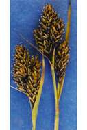 Image of Lesser Black-Scale Sedge