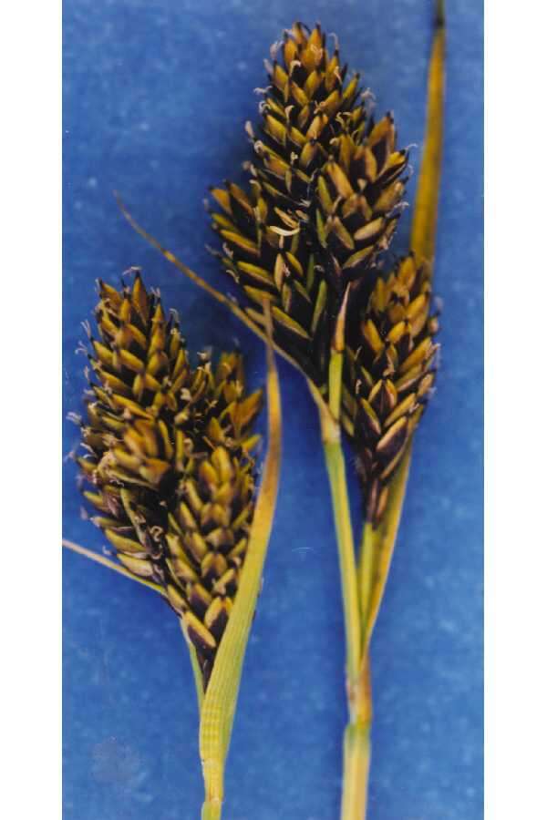 Image of Lesser Black-Scale Sedge