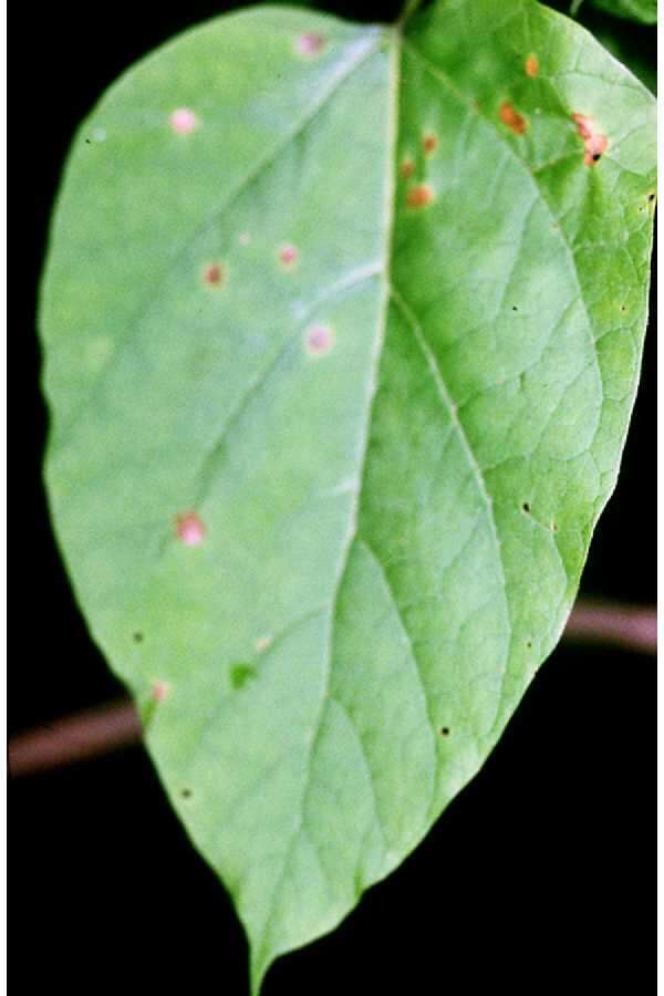 Image of southern catalpa