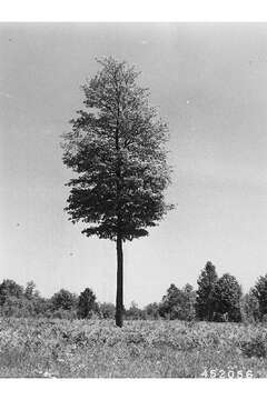 Image of sugar maple