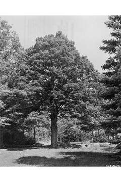 Image of sugar maple