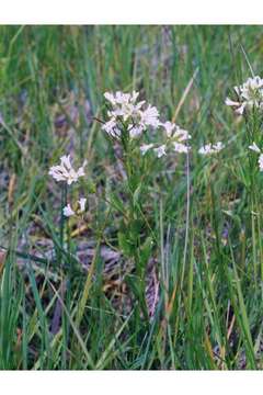 Image of bulbous bittercress