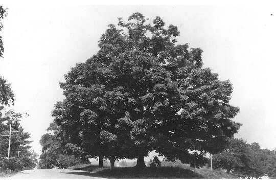 Image of sugar maple