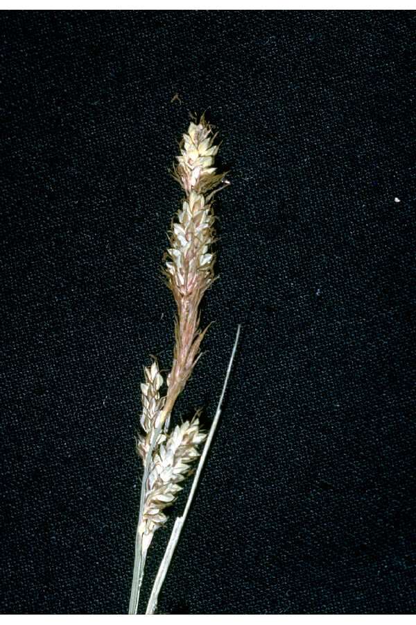 Image of Buxbaum's sedge