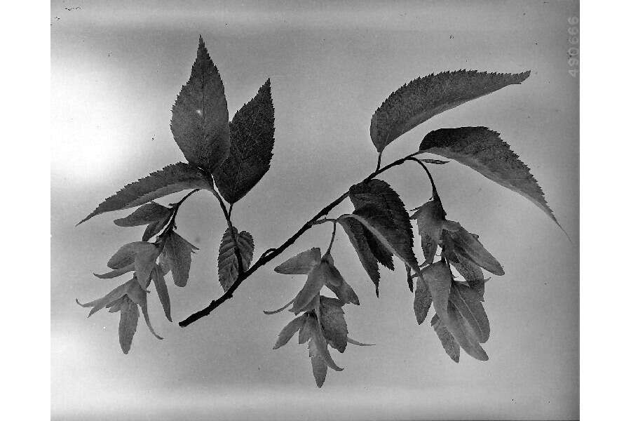 Image of American hornbeam