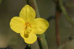 Image of California suncup