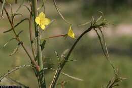 Image of California suncup