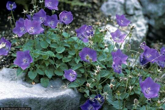 Image of tussock bellflower