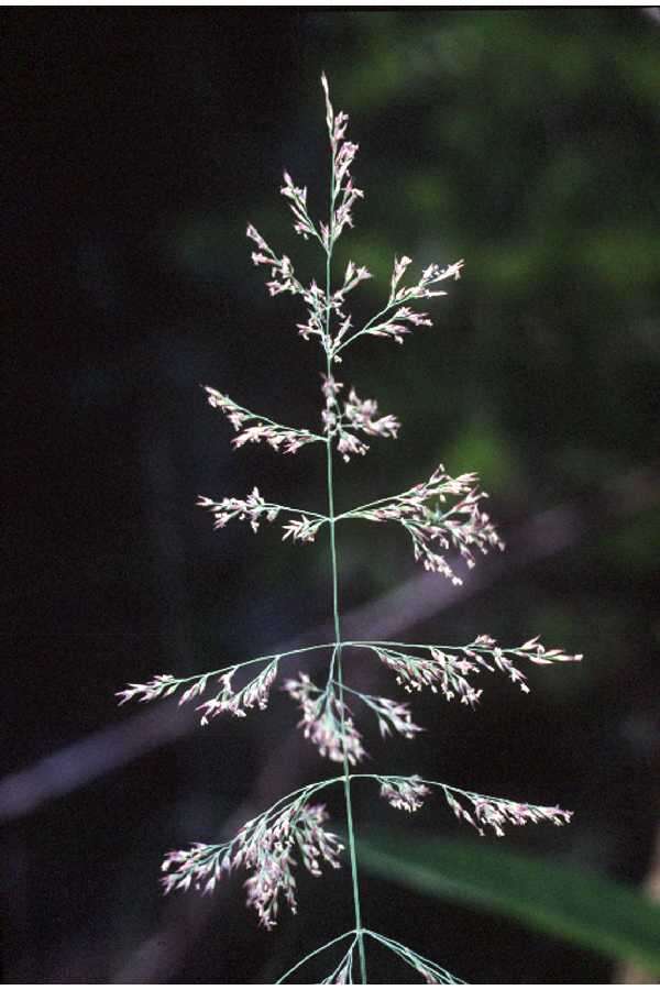 Sivun Calamagrostis canadensis (Michx.) P. Beauv. kuva