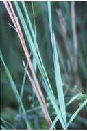 Sivun Calamagrostis canadensis (Michx.) P. Beauv. kuva