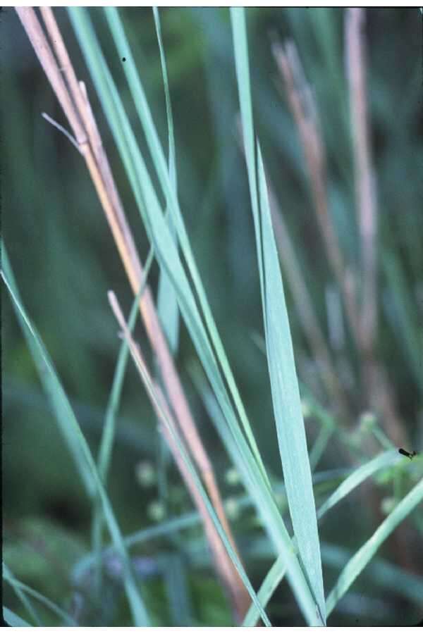 Sivun Calamagrostis canadensis (Michx.) P. Beauv. kuva