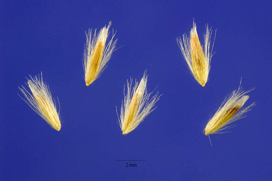 Sivun Calamagrostis canadensis (Michx.) P. Beauv. kuva