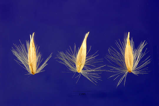 صورة Calamagrostis coarctata Eaton