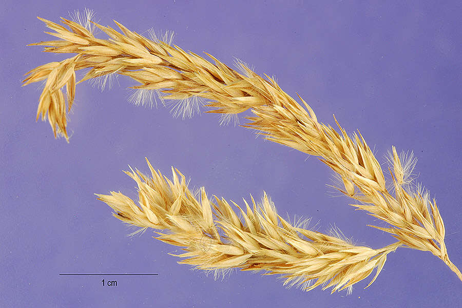 صورة Calamagrostis coarctata Eaton