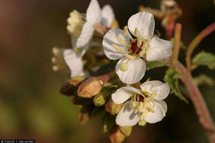 Imagem de Chylismia claviformis subsp. claviformis