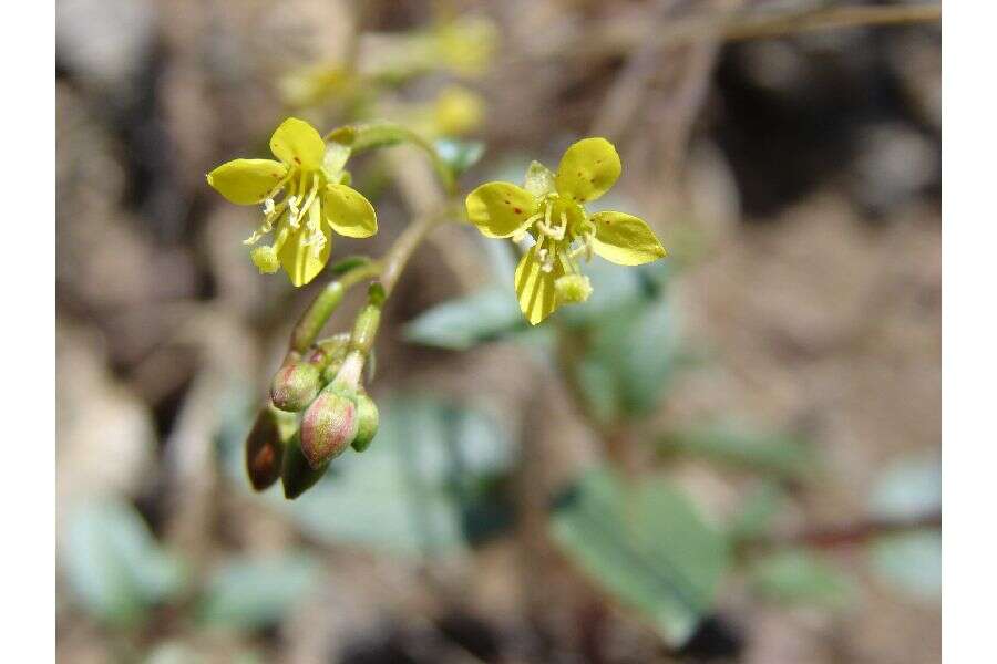 Imagem de Chylismia claviformis subsp. claviformis